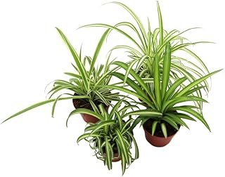 Three Assorted Spider Plants, 2.5 inch grower's Pot, Variegated Spider P...