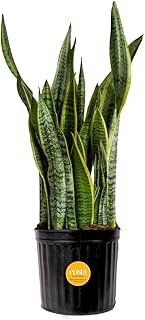 Costa Farms Snake Plant, Live Plant in Plastic Pot, Easy to Maintain, Ai...