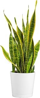 Costa Farms Snake Plant, Mother-in-Law's Tongue Live Plant in Decorative...