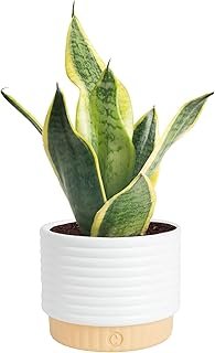 Costa Farms Snake Plant, Sansevieria Live Plant in Decorative Pot, Easy ...