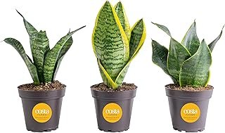 Costa Farms Snake Plant, Live Plants in Plastic Pots, Easy to Maintain, ...