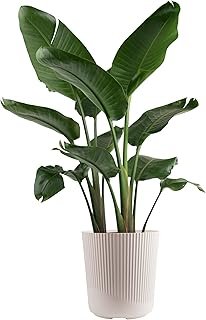Costa Farms White Bird of Paradise Live Plant in Decorative Pot, Large I...