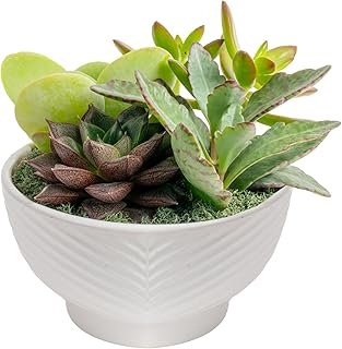 Costa Farms Live Succulents Garden, Assorted Plant Varieties in Decorati...