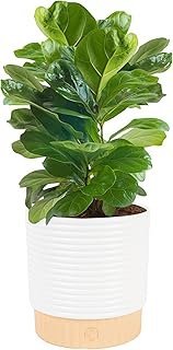 Costa Farms Baby Fiddle Leaf Fig Live Plant in Decorative Pot, Indoor Ho...