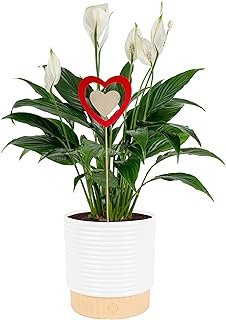 Costa Farms Peace Lily Live Plant in Decorative Pot, Air Purifying Flowe...