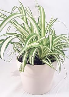 Ocean Spider Plant - Easy to Grow - Cleans the Air - 4