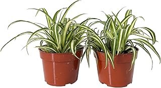 Easy to Grow Spider Plant Variegated - 2 Potted Houseplants in Grower Po...