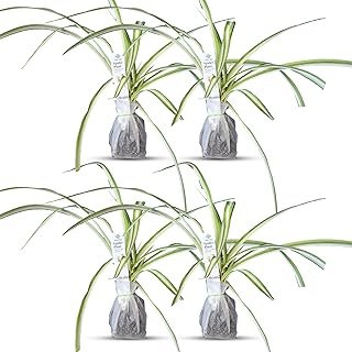 Healthy Spider Plant - Easy Care, Air-Purifying Houseplant (4 Spider sacs)