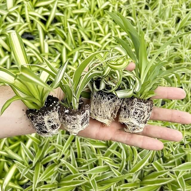 Spider Plant Variety Pack - 4 Spider Plants Live House Plants - Ocean, H...